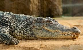 Buaya adalah reptil bertubuh besar yang hidup di air. Diduga Sedang Mandi Di Pesisir Teluk Palu Seorang Pria Diserang Buaya Hingga Tangannya Terputus Pikiran Rakyat Com