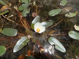 Image result for Ottelia ulvifolia