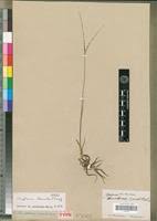 Image result for Digitaria thouaresiana