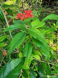 Image result for Pentas bussei