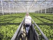 Little Leaf Farms raises $300M for expansion
