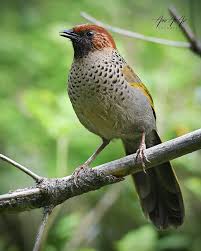 Image result for Erythrocephalum