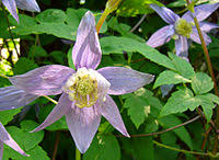 Image result for Clematis uhehensis