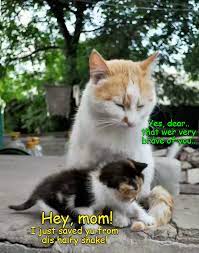A Bwave Asplorer Kitteh In The Making Funny Animals Cats Cute Cats