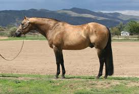 Genuinely busy tuf n busy x genuine leigh wright june 4, 2006 #5032161 buckskin stallion more info >>. Horsebreakers Unlimited Llc Quality Perfomance Buckskin And Dun Horses For Sale