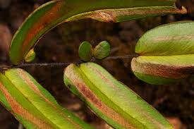 Image result for Pellaea doniana