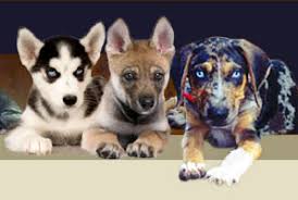 Primitive Dog Breeds Dingoes Pariah Dogs