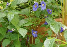 Image result for Impatiens zombensis