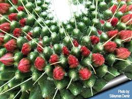 Fishbone cactus propagation and care. Mammillaria Spinosissima Cv Un Pico