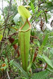 Nepenthes Holdenii Carnivorous Plants Insectivorous Plant Rare Flowers