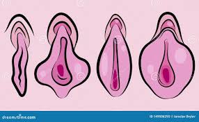 Image result for female sex organ