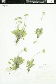 Image result for Senecio gramineticola