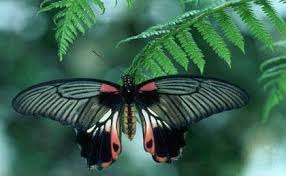 Butterflies Photo Rare Butterflies Butterfly Photos Butterfly Species Most Beautiful Butterfly