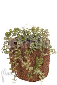 Image result for Solanum sp. A