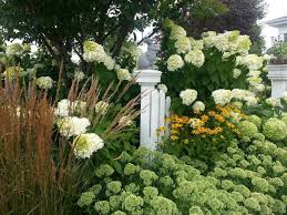 Hydrangea Limelight Karl Foerster Reed Grass Sedum Autumn Joy Rudbeckia Early August Grasses Landscaping Natural Landscaping Front Yard Landscaping