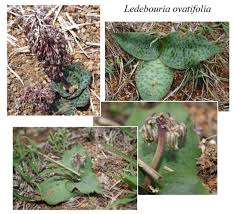 Image result for Ledebouria luteola