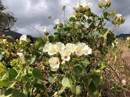 Image result for Ipomoea tenuipes