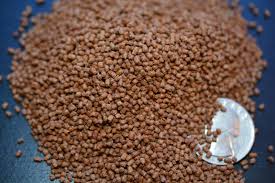 Abf Premium Small Floating Bits Krill Spirulina Betta Gourami Fish Food Abf105 In 2020 Betta Betta Fish Spirulina