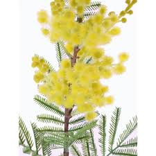 Check spelling or type a new query. Artificial Mimosa Spray Menson With Flowers Yellow 24 60cm Fake Trees