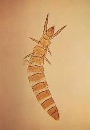 Image result for Pterygota mildbraedii