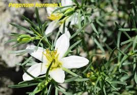 Image result for Sphaeranthus flexuosus