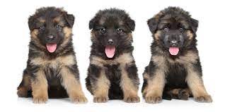 If you do not have experience working with dogs, enroll in obedience classes and. 1 German Shepherd Puppies For Sale In Maryland Uptown