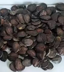 Image result for Scorodophloeus zenkeri