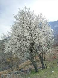 Horoskopi ditor, e diel 9 mars 2025