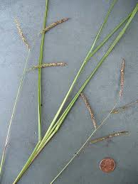 Image result for Paspalum plicatulum
