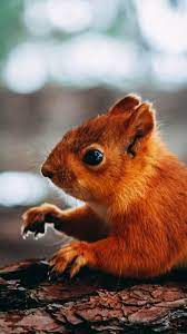 حیوانات Animal Wallpaper Animals Cute Animals