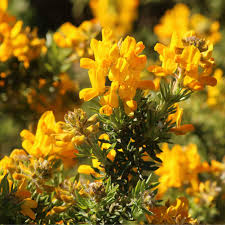 Image result for Adenocarpus