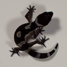 Leopardgecko Primadonna 01 Black Night Leopardgecko Leopardengecko Gecko