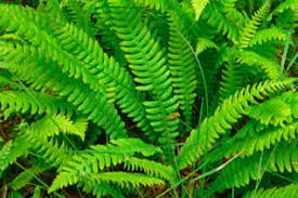 Image result for Polypodiaceae