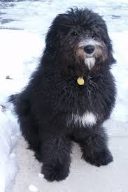 Black Bernese Mountain Dog Poodle Mix Bernedoodle Bernedoodles Berner Poodle Hybrid Dogs Bernedoodle Bernese Mountain Dog Poodle Poodle Mix