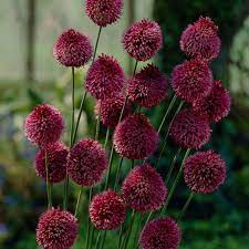 Van Zyverden Allium Sphaerocephalon Bulbs Set Of 25 87127 The Home Depot Allium Sphaerocephalon Allium Flowers