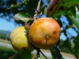 Image result for Diospyros
