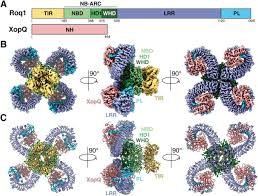 Ümit aktaş ile şifa olsun. Structure Of The Activated Roq1 Resistosome Directly Recognizing The Pathogen Effector Xopq Biorxiv