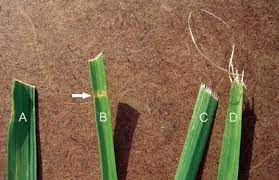 Learn different ways you can sharpen the blade on your lawnmower. How To Sharpen Lawn Mower Blades Lawnstarter