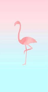 pin by chelsea alayne on random things flamingo wallpaper cellphone wallpaper flamingo