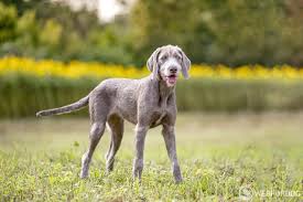 Image result for slovenský ohař hrubosrstý