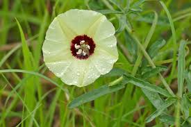 Image result for Merremia palmata