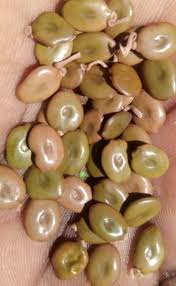 Image result for Acacia brevispica