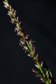 Image result for Coelachne