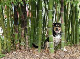 Phyllostachys Heterocycla Cv Pubescens Moso Bamboo Seeds Bamboo Garden Moso Bamboo Seeds