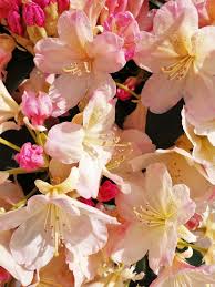 Rhododendron Flowers Variety Percy Wiseman Flowers Photography Flowers Rhododendron