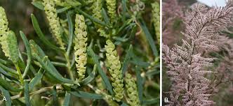Image result for Lophiocarpus polystachyus