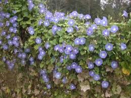 Image result for Ipomoea venosa
