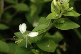 Image result for Cleome aculeata