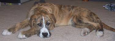 irish wolf bernard mixed breed dog