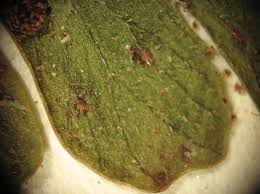 Image result for Triplophyllum heudelotii